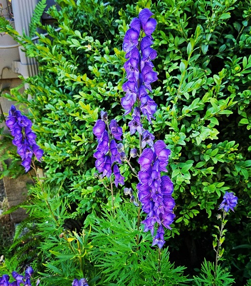 22 Purple Flowers that Look Like Lavender | Lavender Like Flowers 7