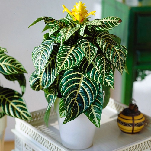 35 Plants with Green and White Leaves 1