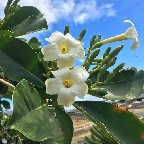 11 Fragrant Hawaiian Flowers 5