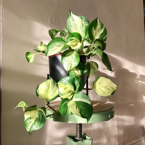 35 Plants with Green and White Leaves 10