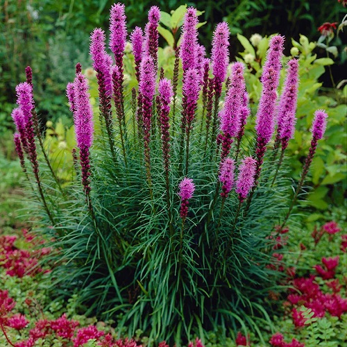 Flowers that Look Like Pine Cones 1