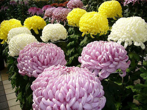 20 Flowers that Look Like Balls | Ball Shaped Flowers 5
