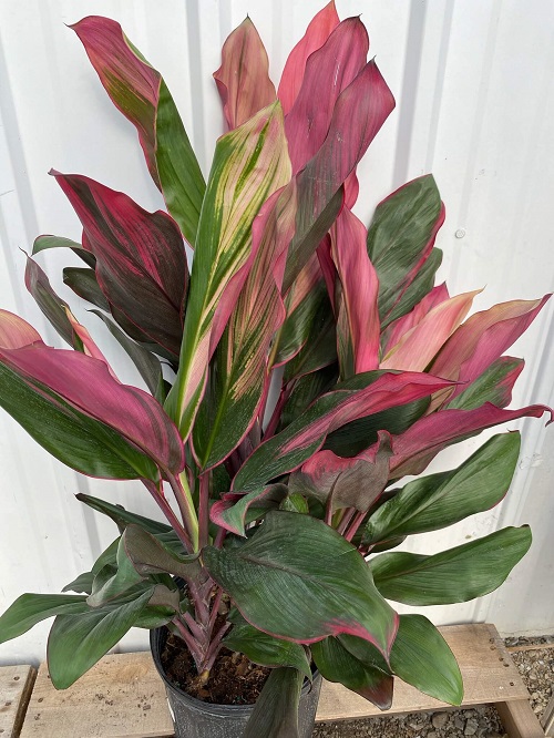 Plant with Purple Under Leaves 21