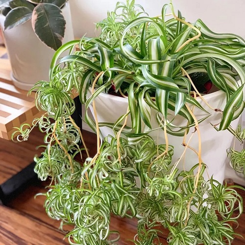 7 Plants that Look Like Dreadlocks 3