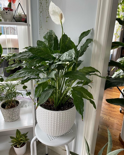 Indoor Plants that Grow from Rhizomes- peace lily