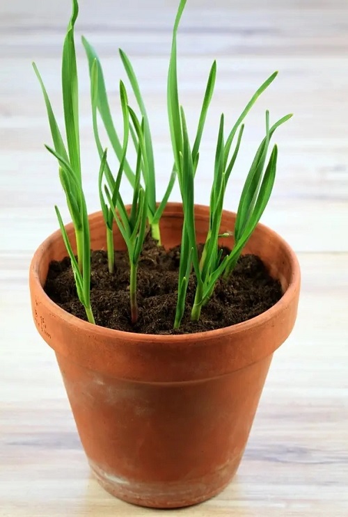 Never Buy Garlic Again- Grow an Endless Supply at Home in Simple Steps! 1