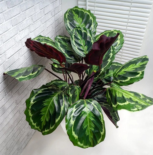 Houseplants with Round Leaves 3