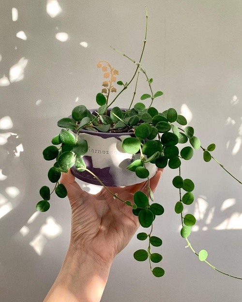 Houseplants with Round Leaves 11