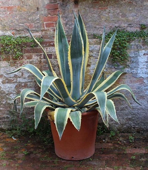 American Century Plant Look Like Aloe Vera 