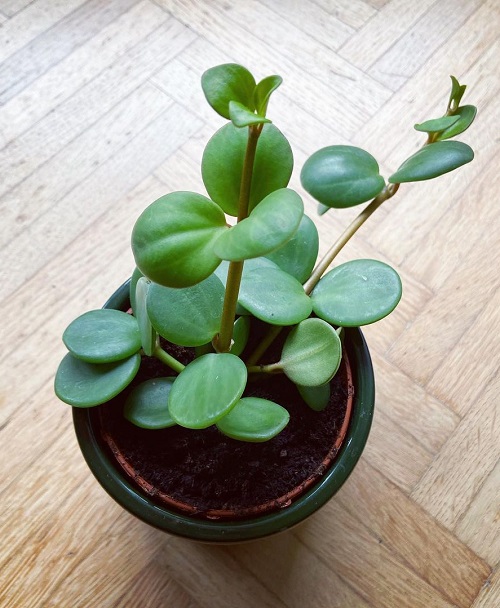 Houseplants with Round Leaves 12