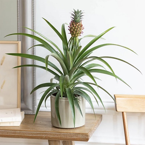 Plants that Look Like Aloe Vera 1