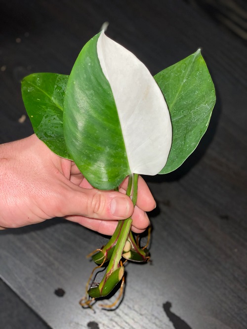 White Princess Philodendron Care And Growing Guide 2