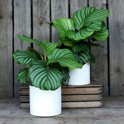 Houseplants with Round Leaves 8