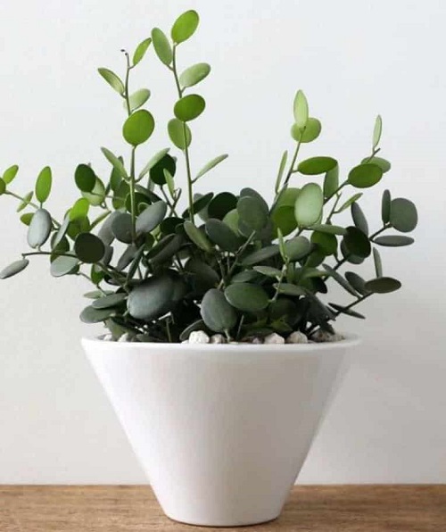 Houseplants with Round Leaves 1