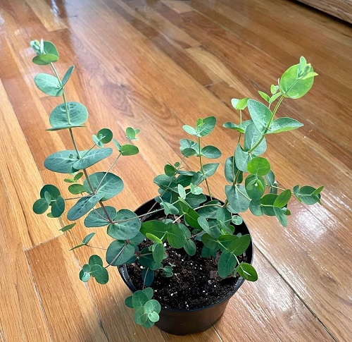 Houseplants with Round Leaves 2