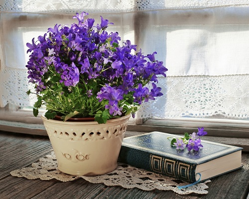 22 Purple Flowers that Look Like Lavender | Lavender Like Flowers 5