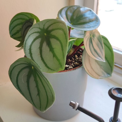 Houseplants with Round Leaves 4