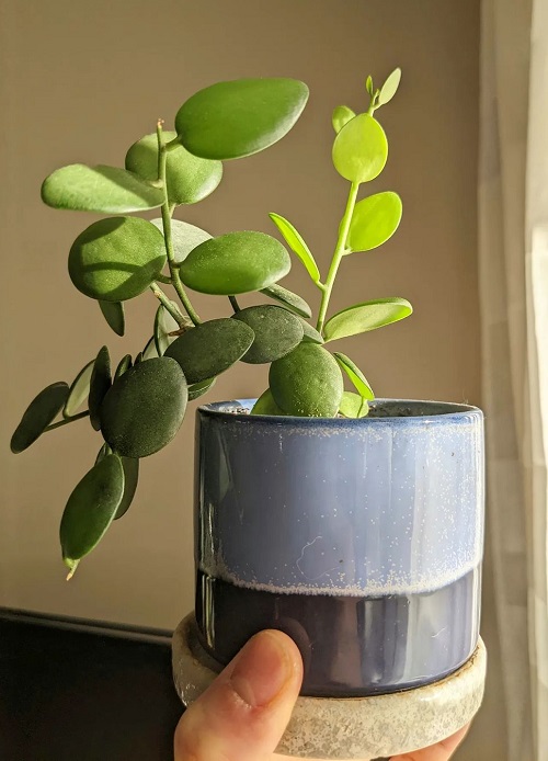 Houseplants with Round Leaves 13
