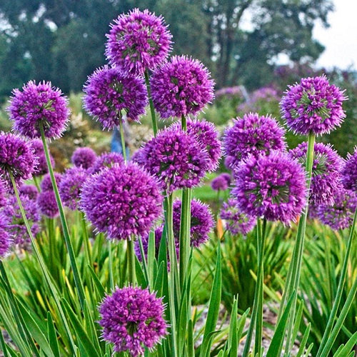 20 Flowers that Look Like Balls | Ball Shaped Flowers 2