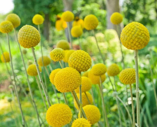20 Flowers that Look Like Balls | Ball Shaped Flowers 4