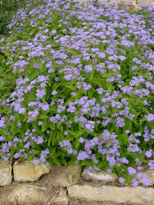 22 Purple Flowers that Look Like Lavender | Lavender Like Flowers ...
