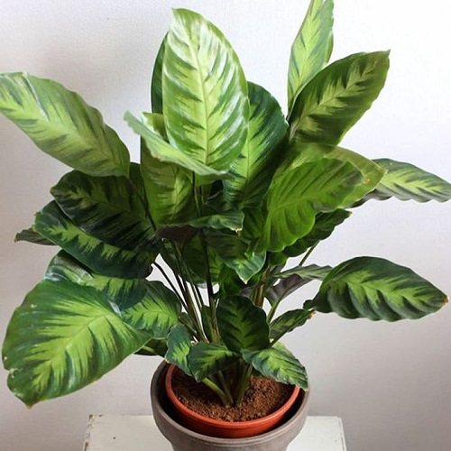 35 Plants with Green and White Leaves 12