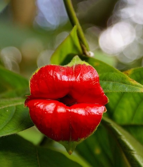 6 Attractive Flowers that Look Like Lips 1