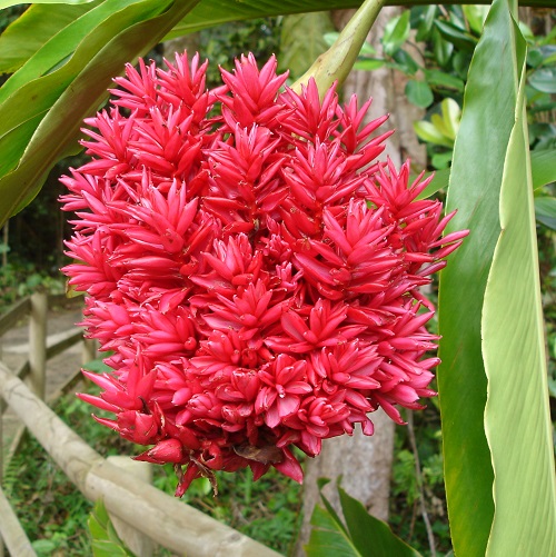 11 Fragrant Hawaiian Flowers 2