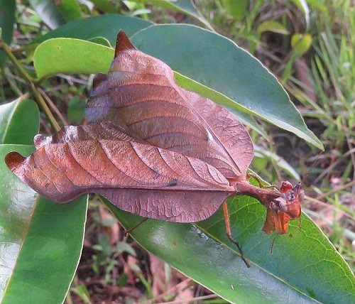 26 Bugs that Look Like Tree Bark 1