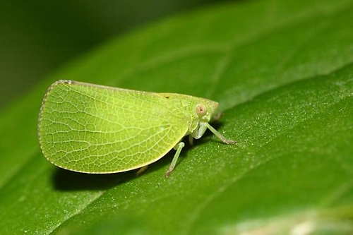 Green Bugs That Look Like Leaves 9