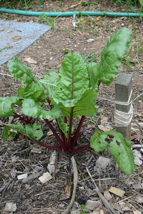 Plants That Look like Rhubarb 5