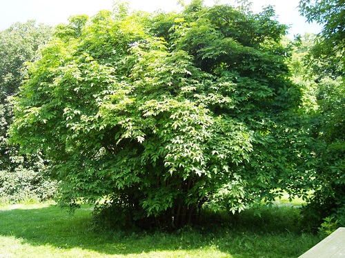 Trees that Start with B 15