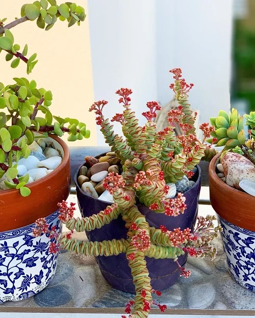 13 Succulents with Pink Flowers on Long Stems 4