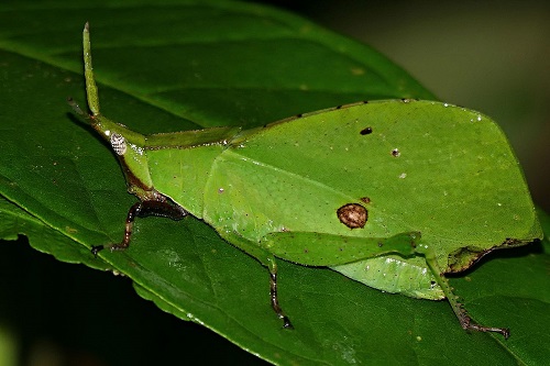 Green Bugs That Look Like Leaves 21