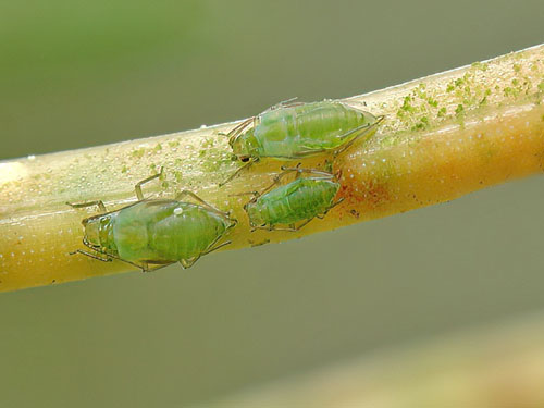 Green Bugs That Look Like Leaves 13