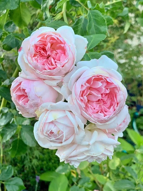 17 Beautiful Pink and White Roses 6