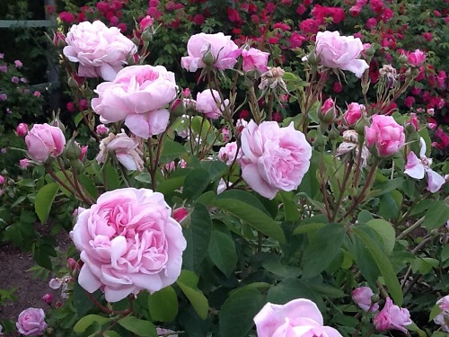 17 Beautiful Pink and White Roses 2