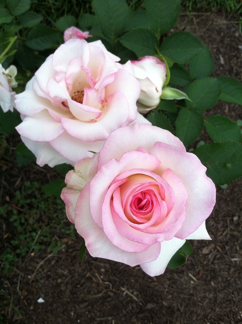 17 Beautiful Pink and White Roses 3