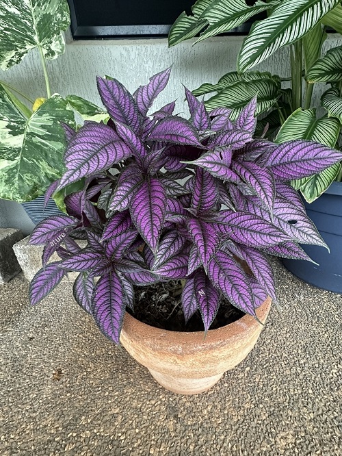 Plant with Purple Under Leaves 11