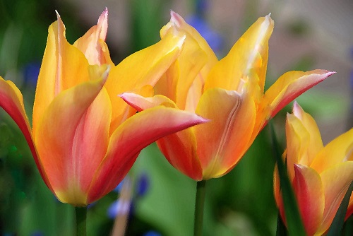 15 Gorgeous Red and Yellow Tulips 7