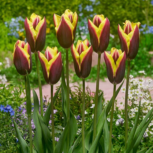 15 Gorgeous Red and Yellow Tulips 3