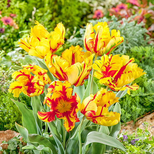 15 Gorgeous Red and Yellow Tulips 1
