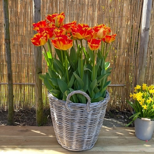 15 Gorgeous Red and Yellow Tulips 5