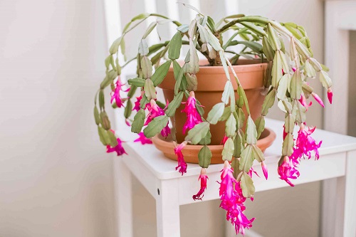 13 Succulents with Pink Flowers on Long Stems 7