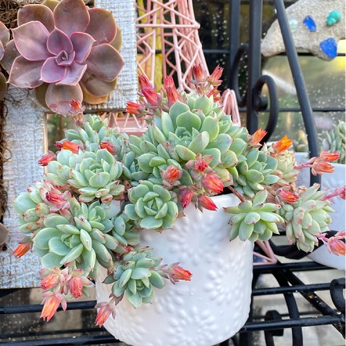 13 Succulents with Pink Flowers on Long Stems 5