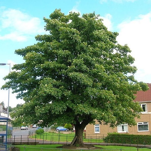 22 Trees That Start With Y 9