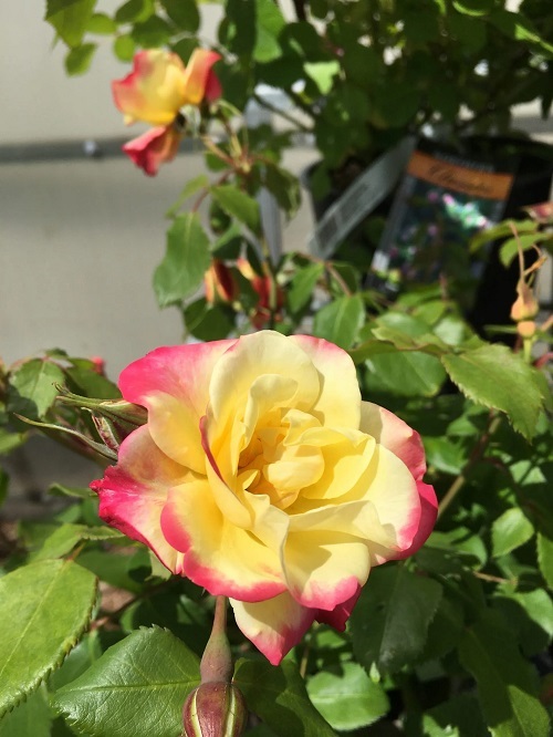 Best Red and Yellow Roses 9