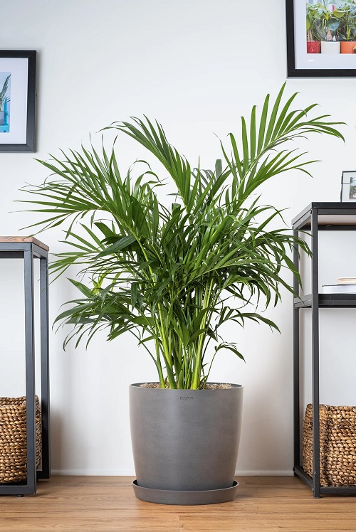 Cat Palm Vs Parlor Palm: Pick The Perfect Indoor Palm 1