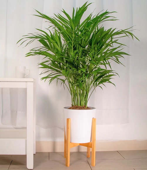 Cat Palm Vs Parlor Palm: Pick The Perfect Indoor Palm 2