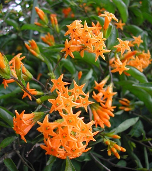 Cestrum aurantiacum with Orange Flowers